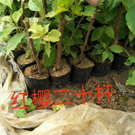 漳州红缨三角梅 0.2米以下