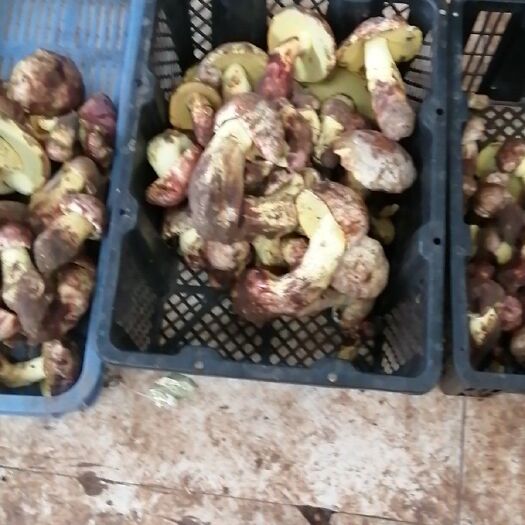 会理市野生香菇 野生菌供应