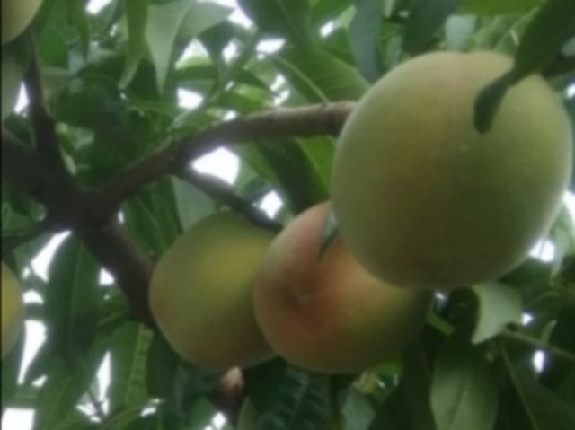 威县预售2025年 应季水蜜桃，5斤每箱约12个