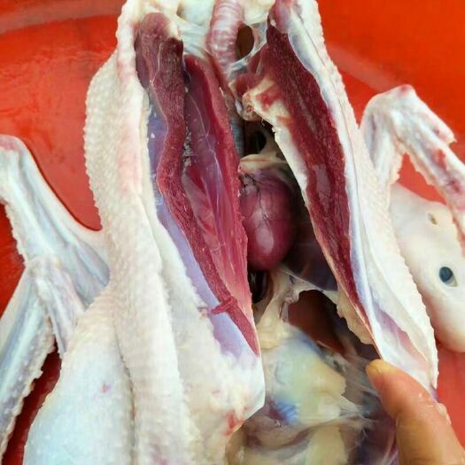 汕头鹅翅 狮头鹅肉，鹅肉、、鹅掌 鹅肝等