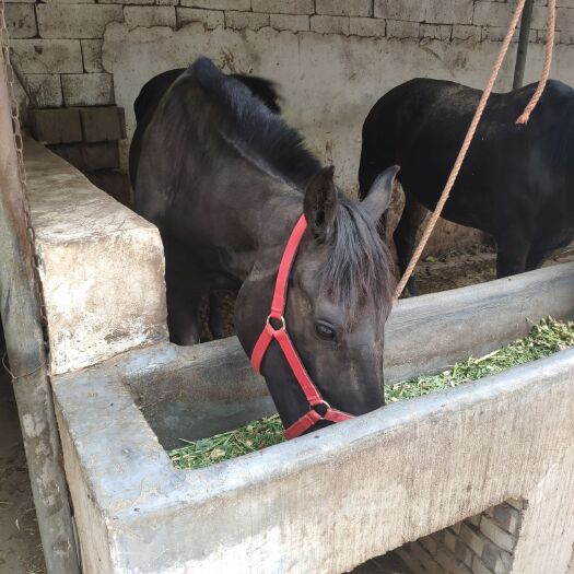 郓城县 半血马  伊犁马  蒙古马