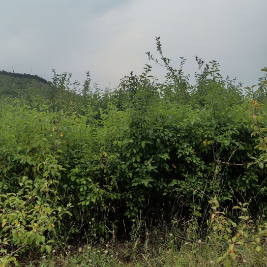 淄博红肉苹果树苗 红心苹果苗，优惠处理，