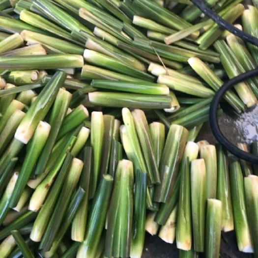武汉双季茭白 八月茭