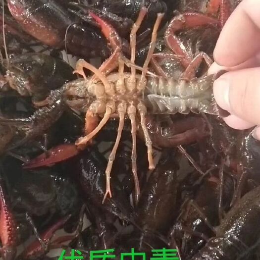 潜江市 潜江小龙虾