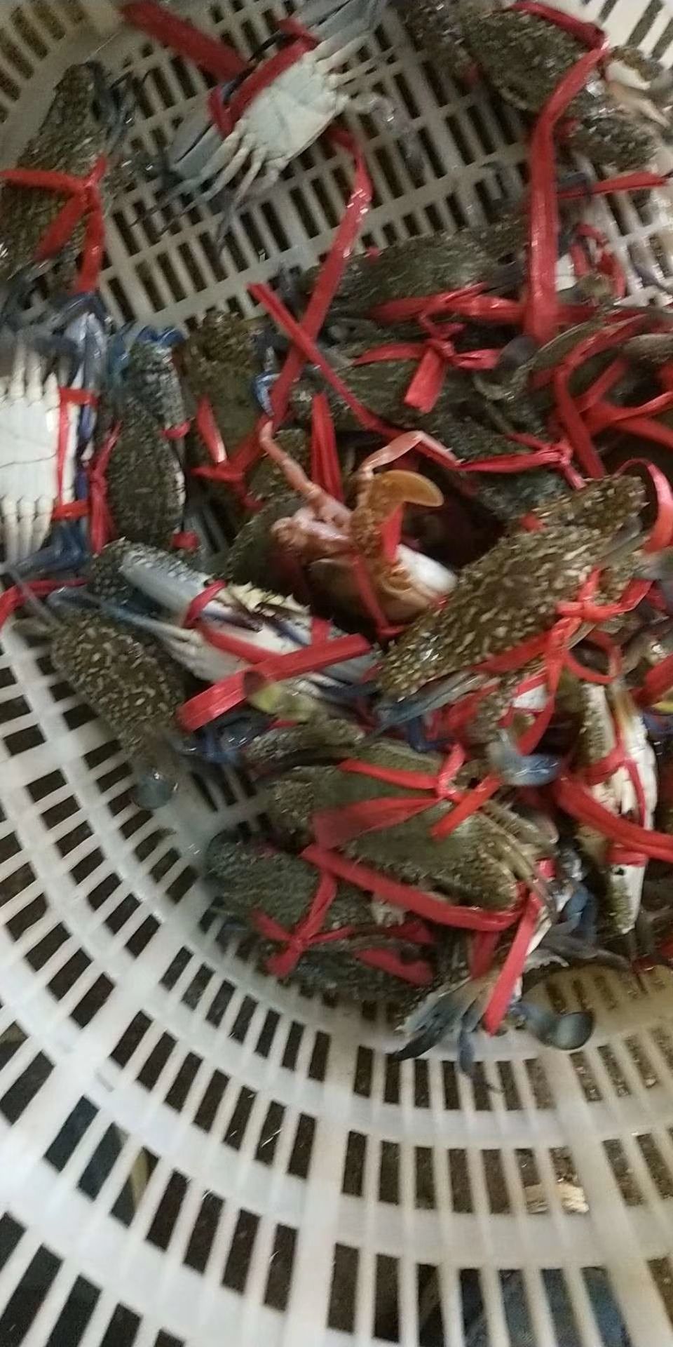 蓝花蟹 天然花蟹，红蟹
