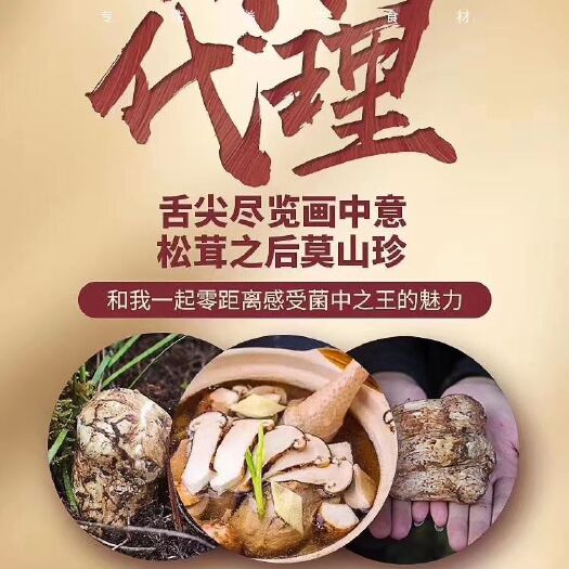 剑川松茸 鲜货 5cm-7cm 未开伞 