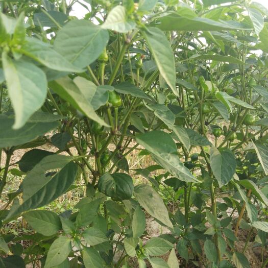 扶沟县草莓椒 品质良好！