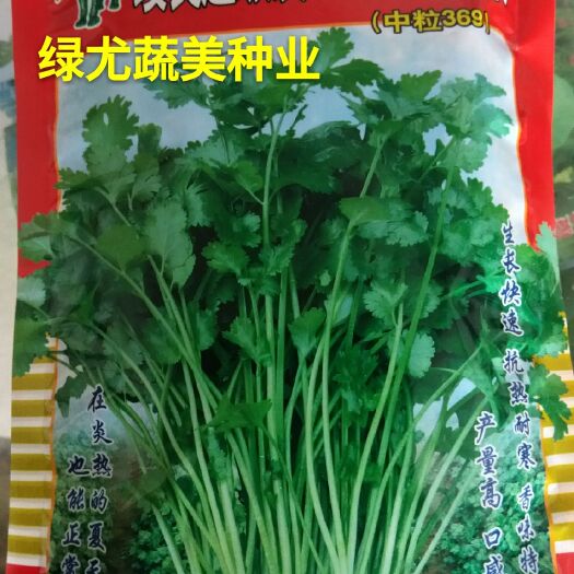 南靖县香菜种子  中粒品种