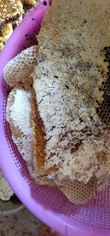 大新县 野生蜂蜜欢迎订购。