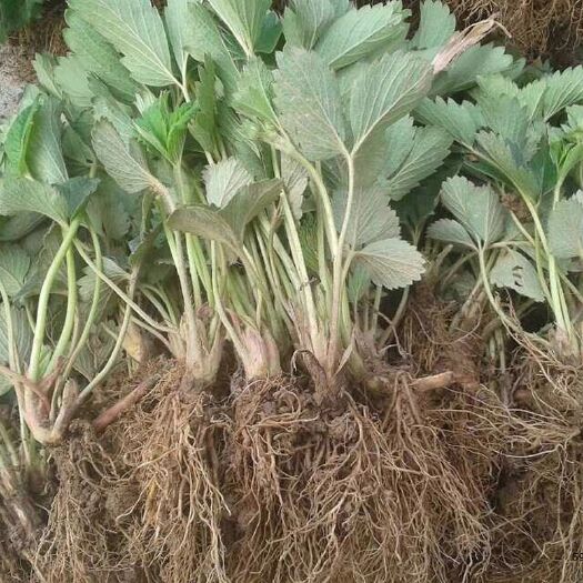 平邑县 草莓苗香蕉草莓奶油草莓