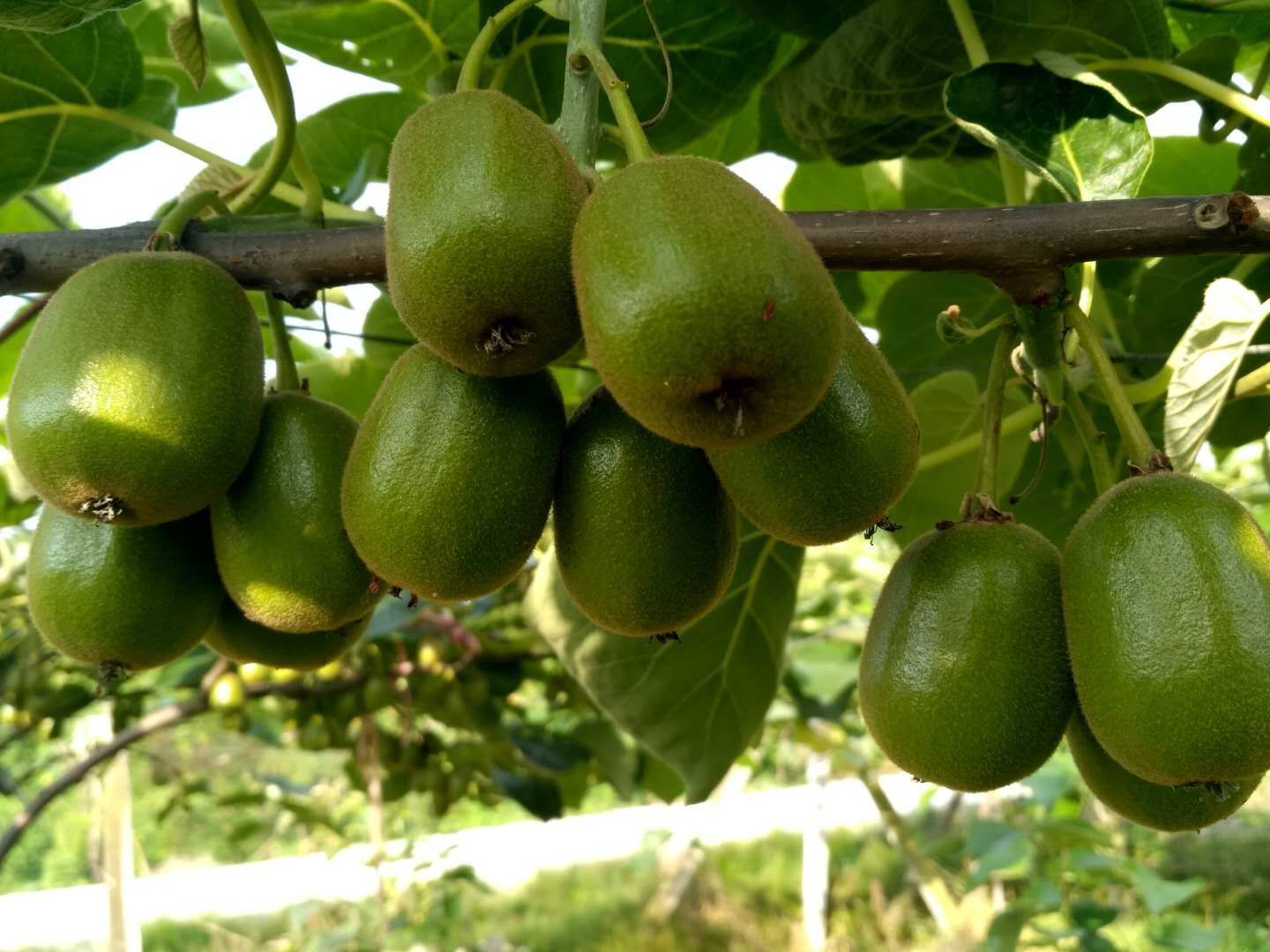  有机生态种植，都江堰红芯猕猴桃！