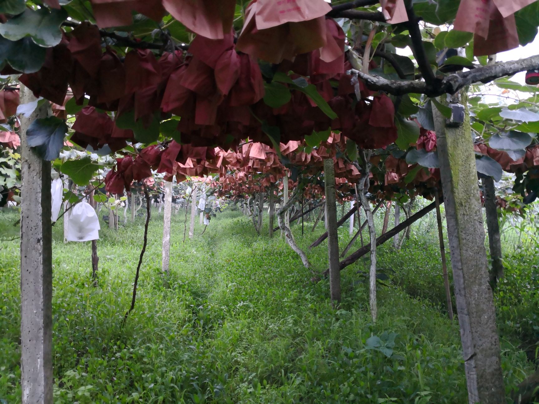  有机生态种植，都江堰红芯猕猴桃！