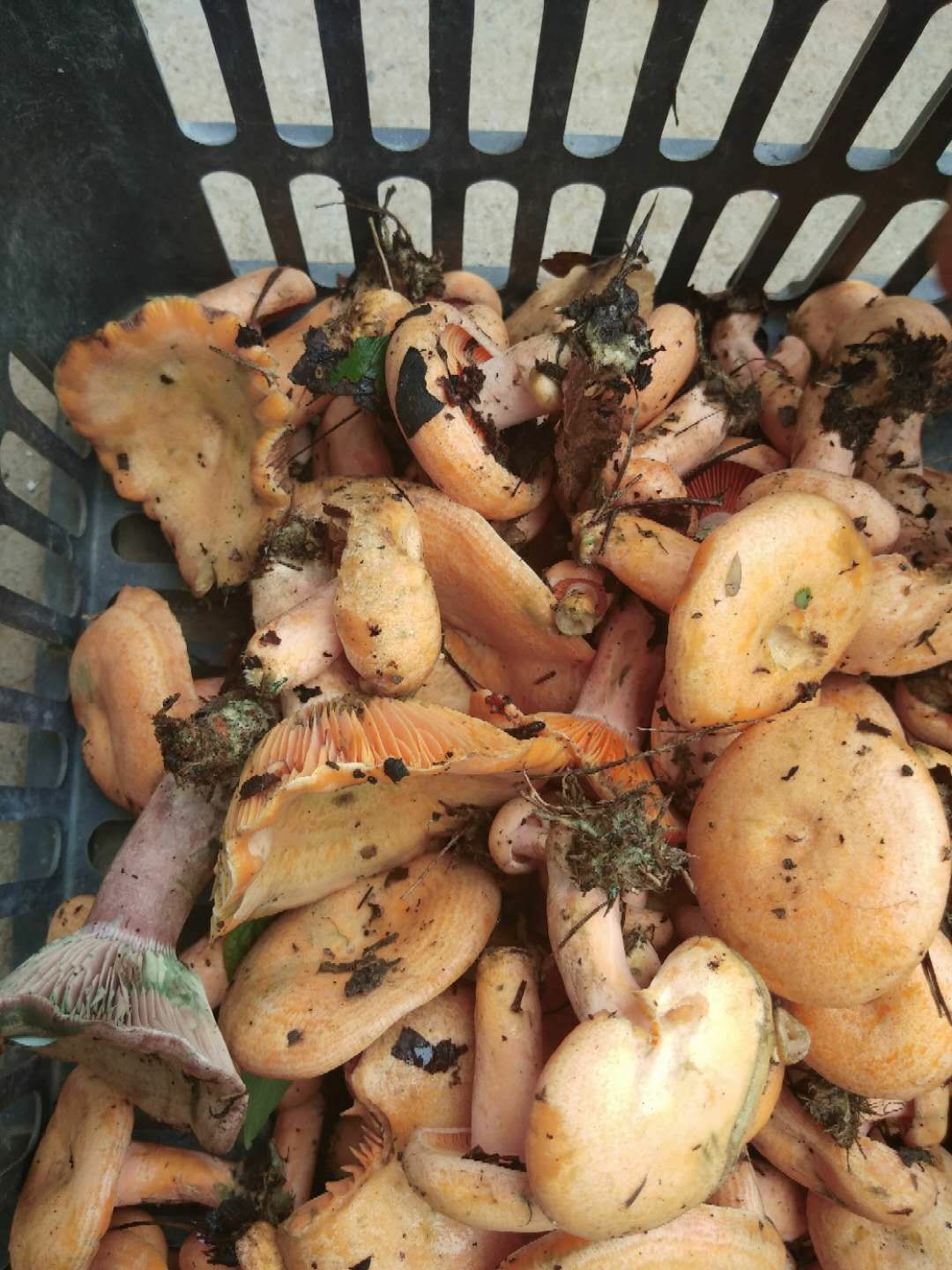  新鲜松树菌