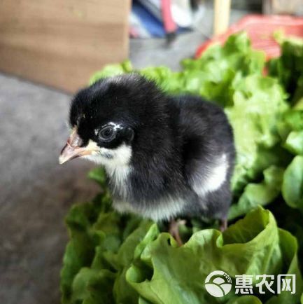 黑芦花鸡苗芦花鸡苗厂家直销量大从优质量保证包邮包打液氮马立