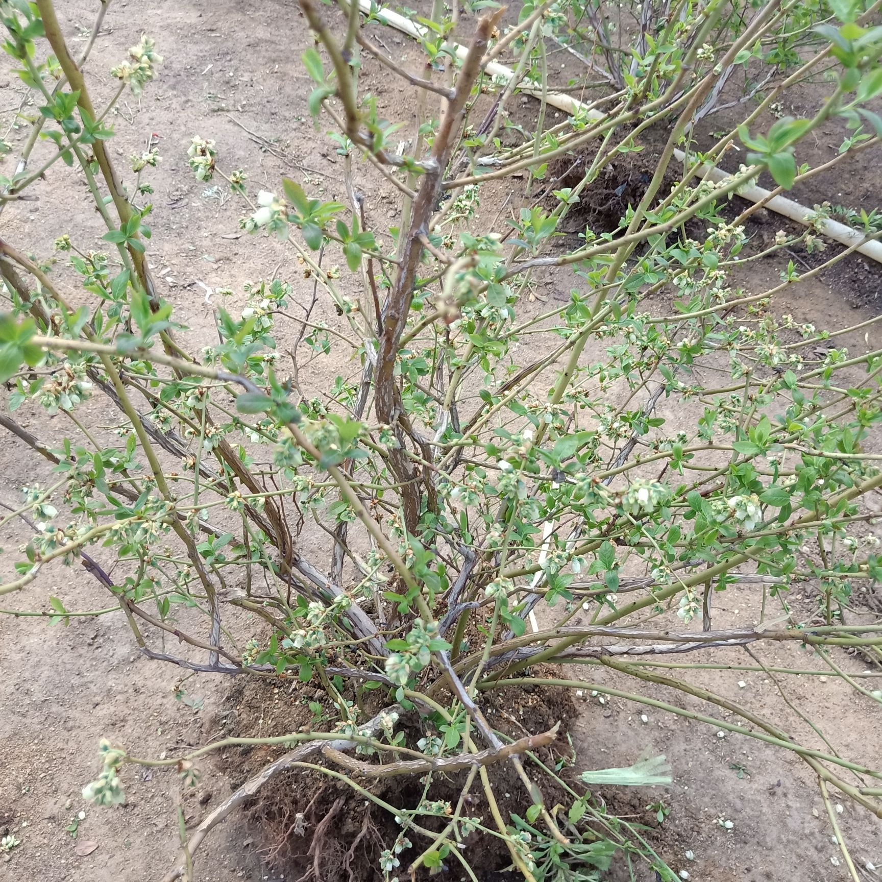 蓝莓苗盆栽带花苞发货四季种植蓝梅树苗南北方当年结果蓝莓