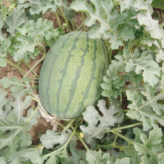 邯郸 龙卷风西瓜口感好甜甜