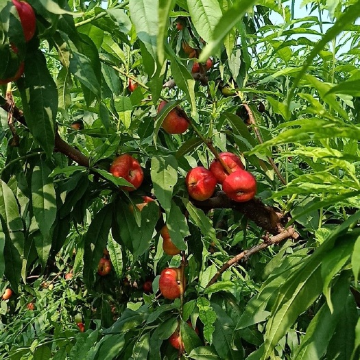 大荔县油蟠桃4月下旬大量上市