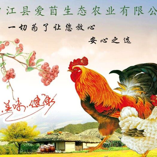 中江县 散养绿壳土鸡蛋，它和笼养绿壳土鸡蛋是有差别的