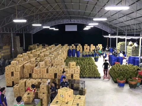 凭祥市泰国榴莲 5公斤以上