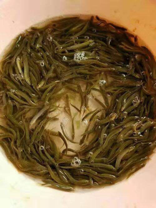 大口鲶鱼 各种特色魚，规格齐全、价格从优、欢迎选购。