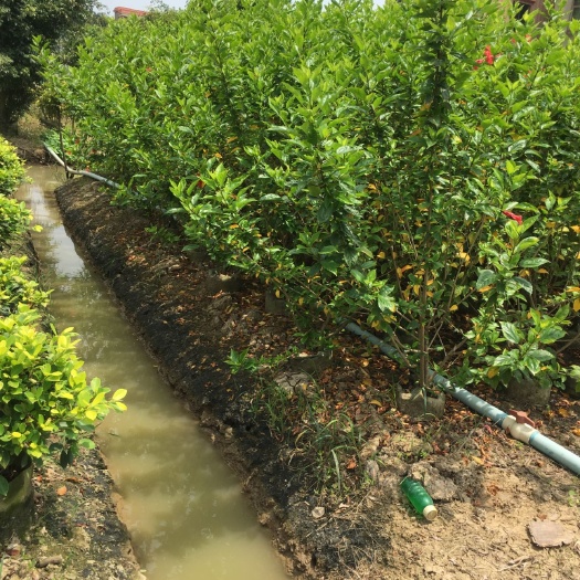 广州朱槿 大红花，150*80cm，袋苗，B货，数量1000棵。