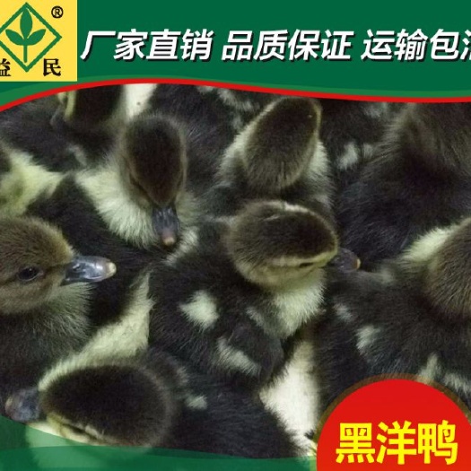 衡阳西洋鸭苗  黑洋鸭母苗 包运输包出厂疫苗保质保量