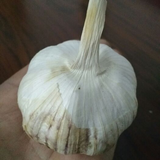 菏泽 山东大蒜