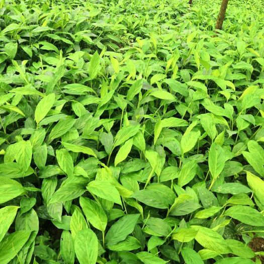 元阳县 自家种植大量草果苗出售，可实地考察，有意者详谈