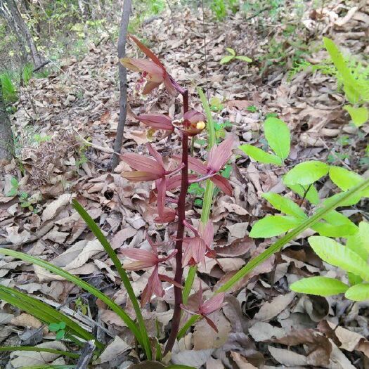 随县春兰  湖北随州大洪山优质兰花，量大优惠！