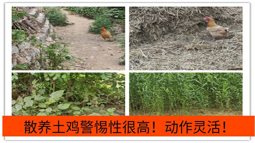  新鲜正宗土鸡蛋非大型养殖真实土鸡蛋