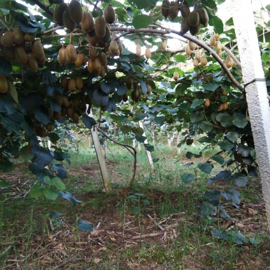 永顺县红心猕猴桃 50克以上