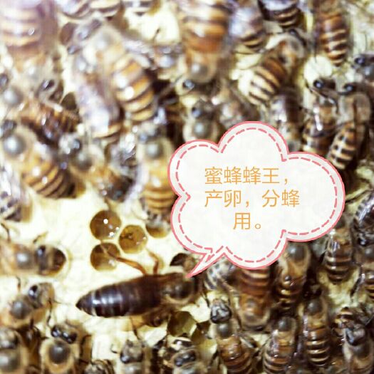 南丹县土蜂蜜 蜜蜂蜂王  蜜蜂  黄蜂 本土蜜蜂
