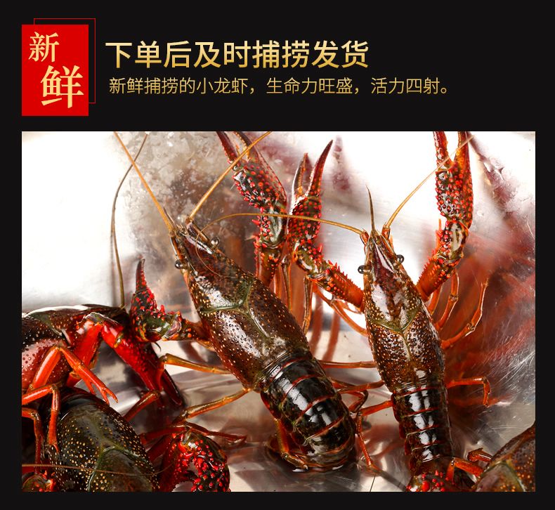 潜江小龙虾中青大青678910硬规格炮头两虾酒店专用虾包邮