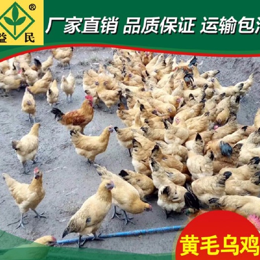 衡阳乌骨鸡苗  黄毛乌鸡厂家直销量大从优质量保证