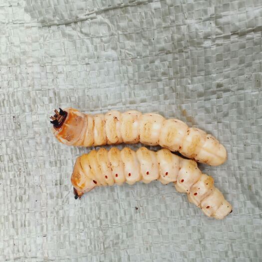 三都县 "斗米虫"药食兼用之佳品