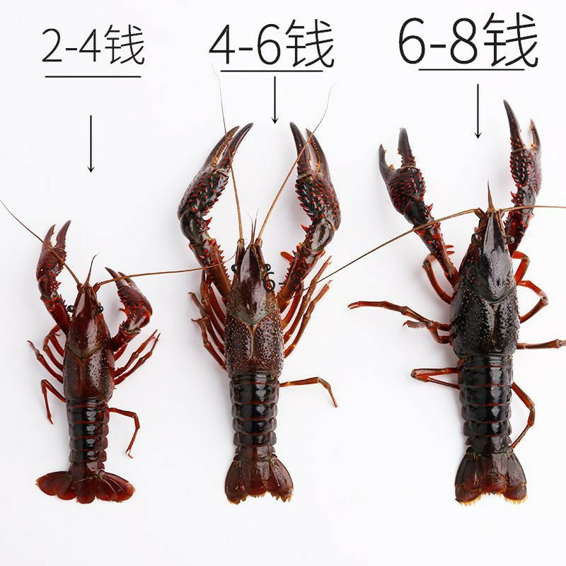 潜江小龙虾中青大青678910硬规格炮头两虾酒店专用虾包邮