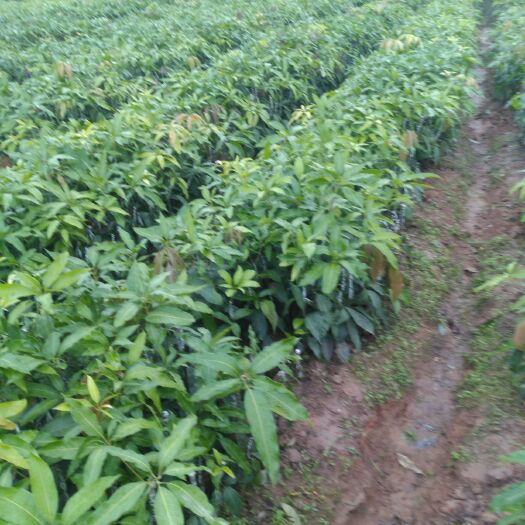思茅景东晚熟芒果苗  晚熟芒果苗  芒果苗