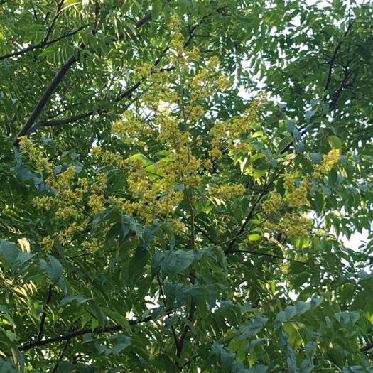 南京桂花瓣