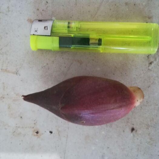 马关县阳荷  洋荷四月底五月初开始