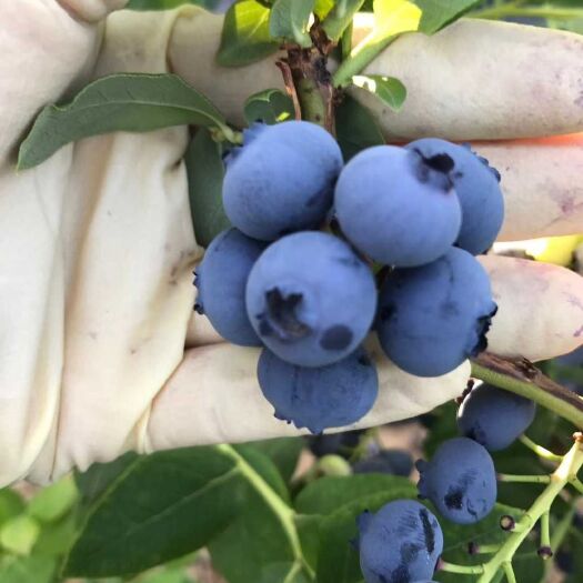 大连 蓝莓自己家蓝莓口感好剂