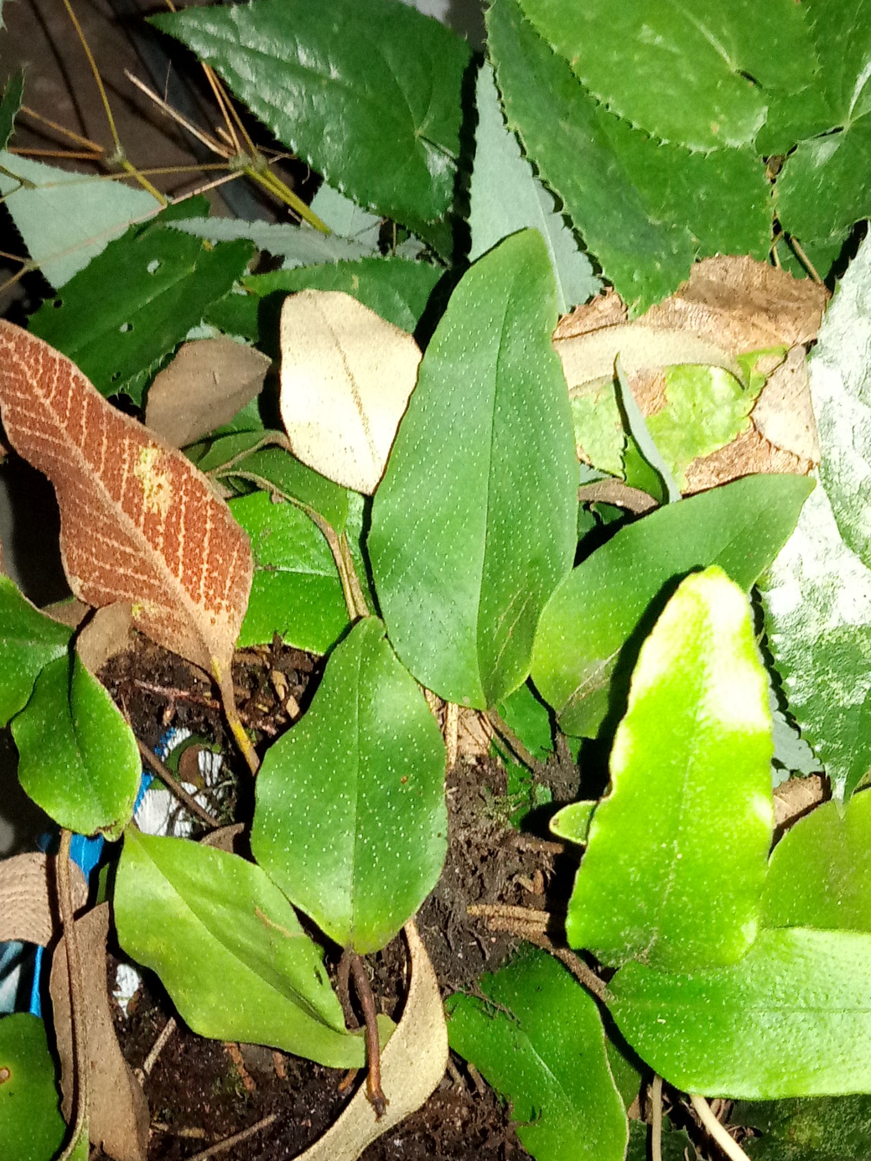 石猪肝植物图片