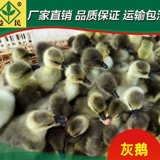 衡阳灰鹅苗厂家直销量大从优质量保证包邮包路损