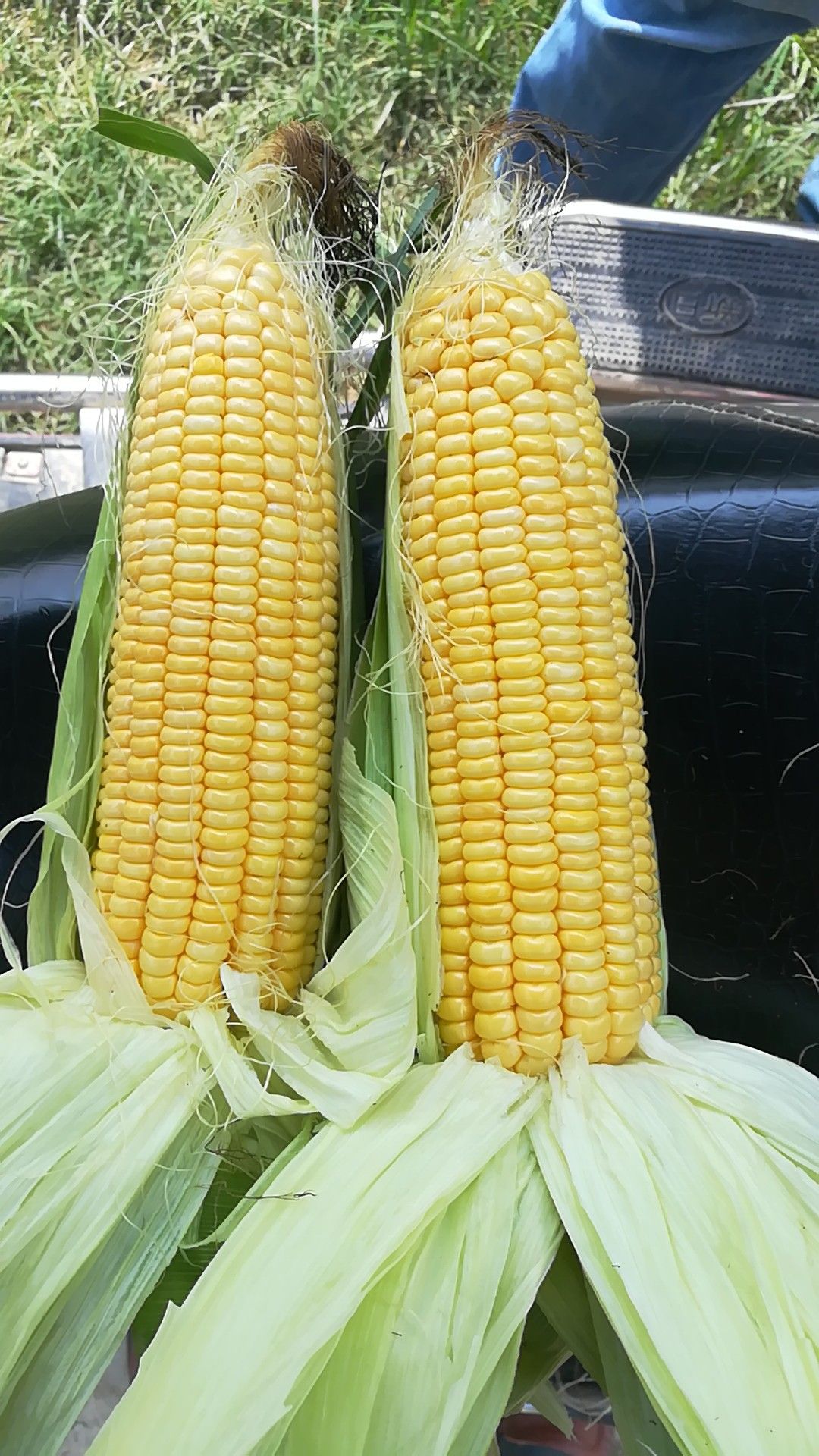 江南花糯玉米 糯 带壳