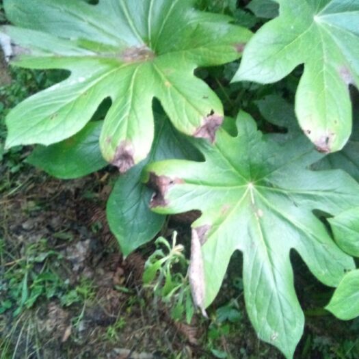 建始县 江边一碗水八角莲块茎鬼臼种苗绿植盆景神农四宝之一