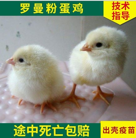 衡阳罗曼蛋鸡苗罗曼灰粉蛋鸡苗厂家直销量大从优质量保证
