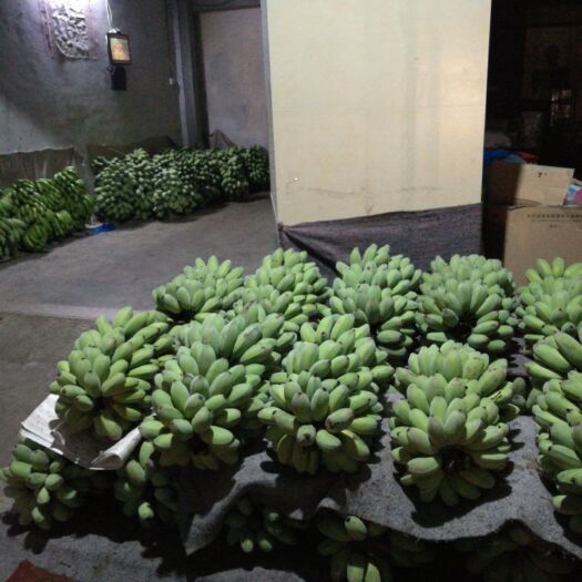 普宁市苹果蕉 刚落地新鲜的苹果焦