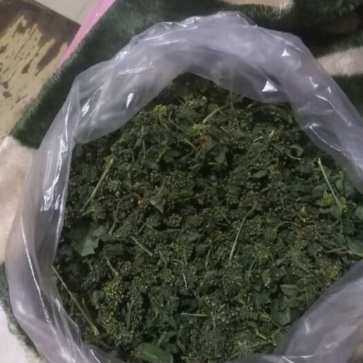 威海 自家采摘的西洋参花蕾，阴干，干净且色泽好看。