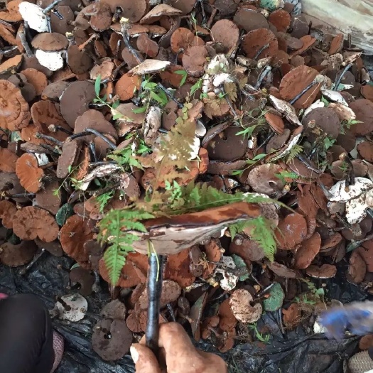 广州【推荐】紫灵芝  江西仿紫芝不苦带草灵芝长柄短脚灵芝（产地）