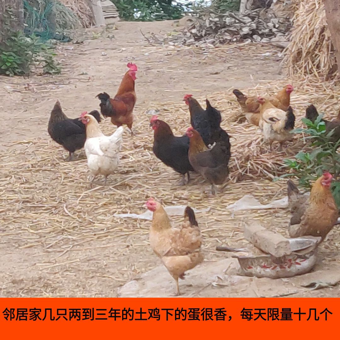  新鲜正宗土鸡蛋非大型养殖真实土鸡蛋