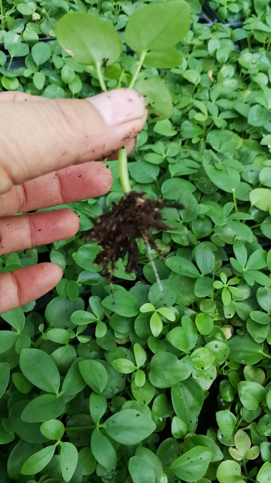 普通鴨腳木 鵝掌柴 七葉蓮 八方來財(cái) 一手貨源發(fā)貨